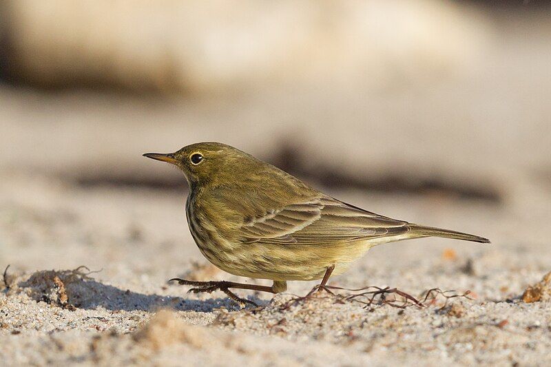 European_rock_pipit__5