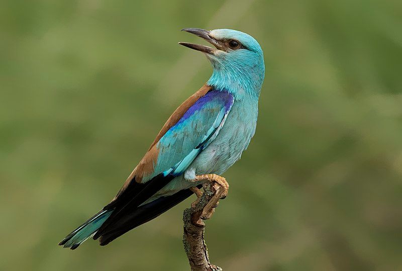 European_roller__17