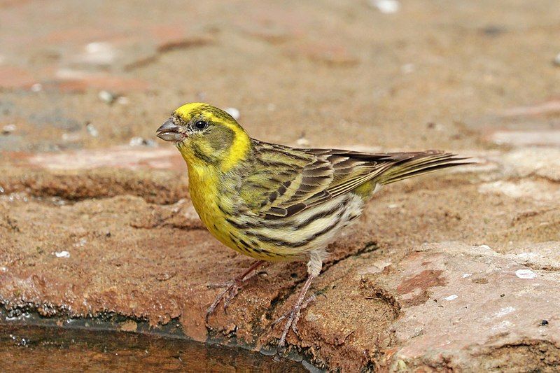 European_serin__2