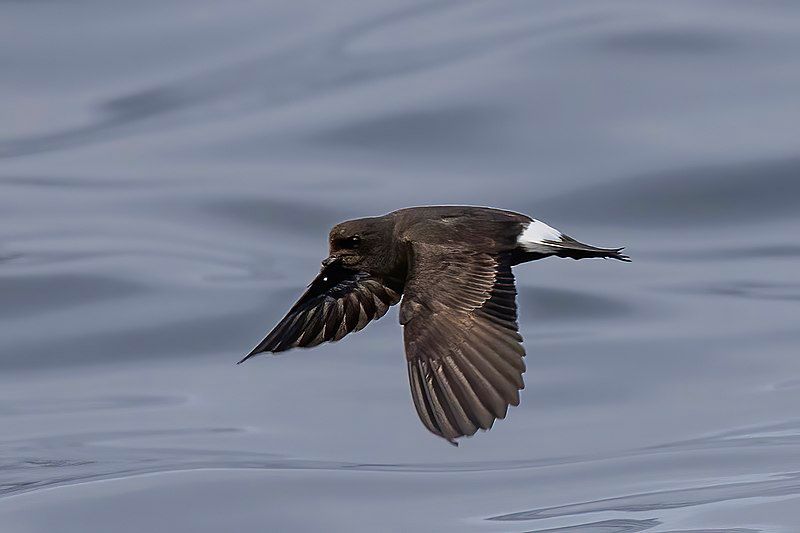 European_storm_petrel__30