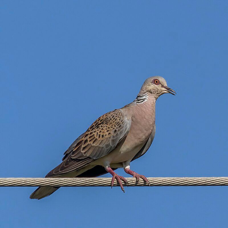 European_turtle_dove__21