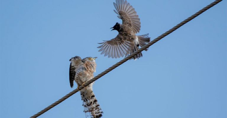 Examples of Little Birds Chasing Hawks