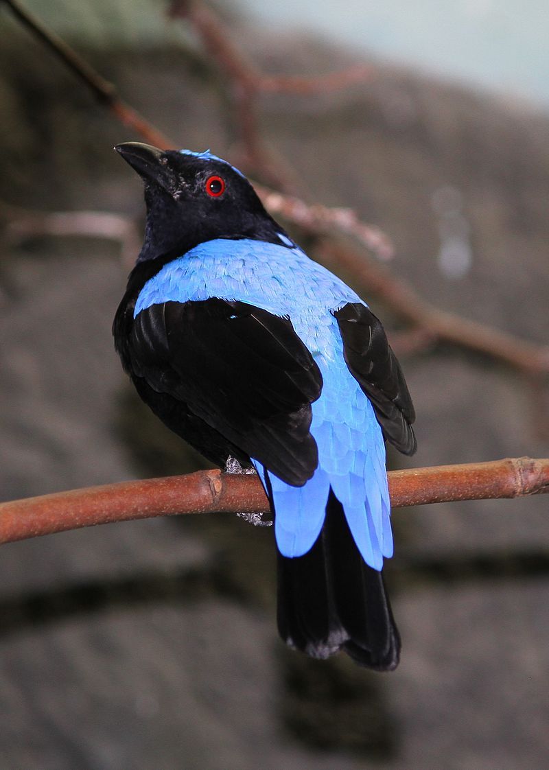 Fairy-bluebird__6