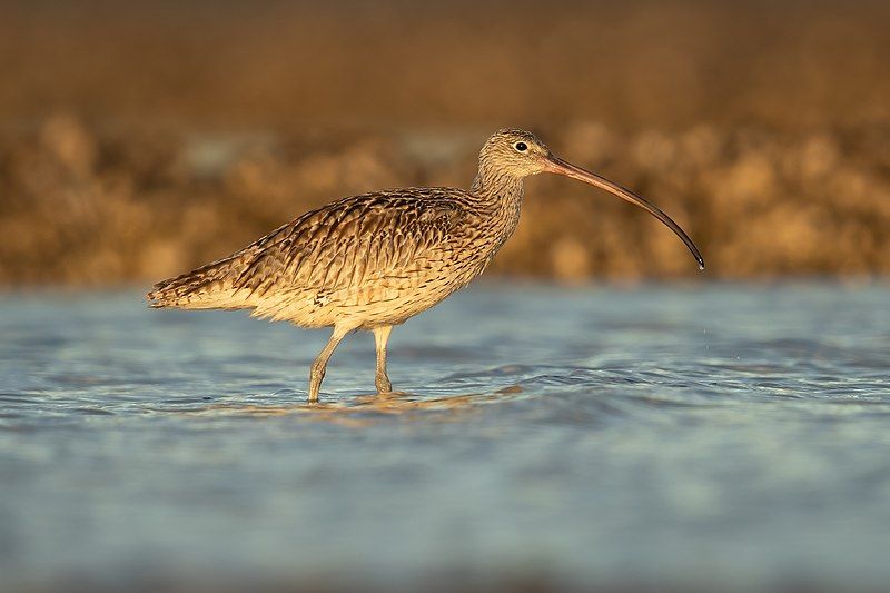 Far_Eastern_curlew__4