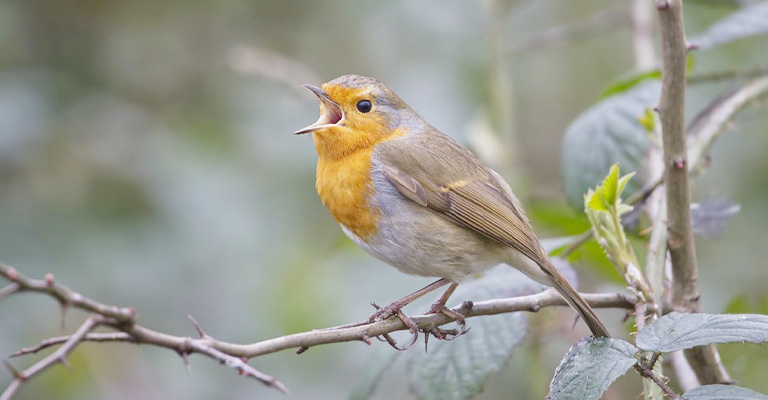 Fascinating Facts About the Dawn Chorus