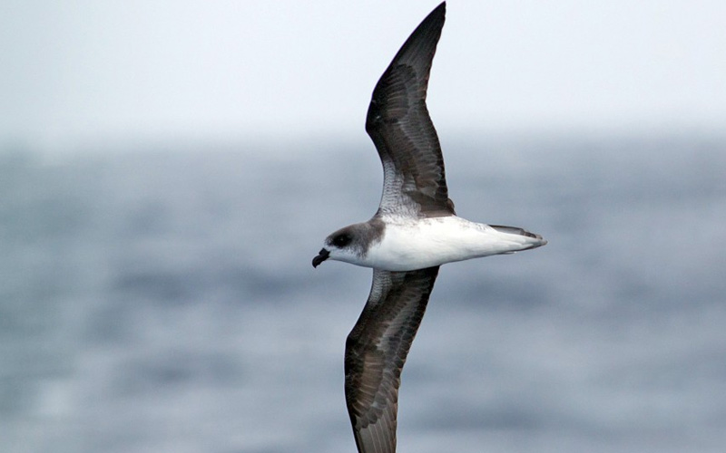 Fea's petrel