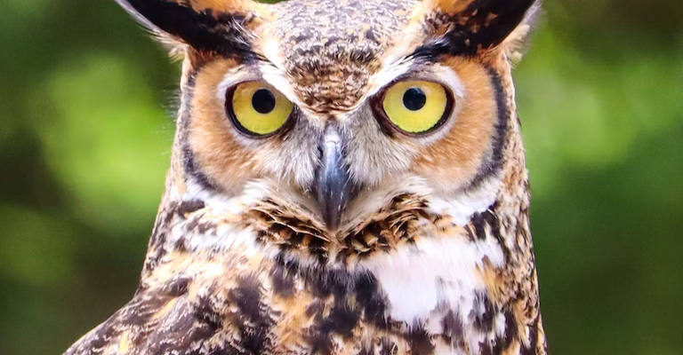 Features of Owl Beak
