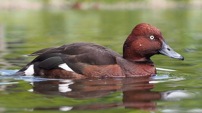 Ferruginous_duck__1