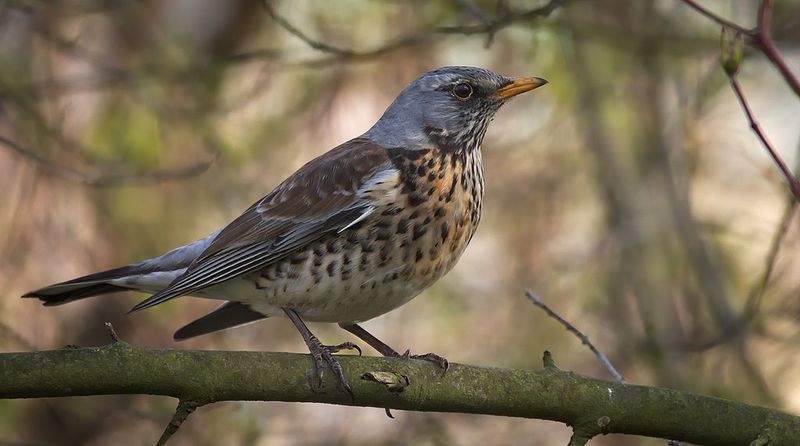 Fieldfare__5