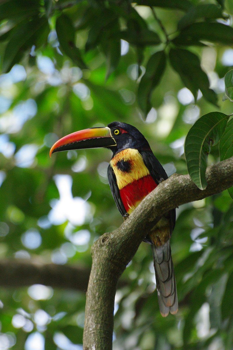 Fiery-billed_aracari__11