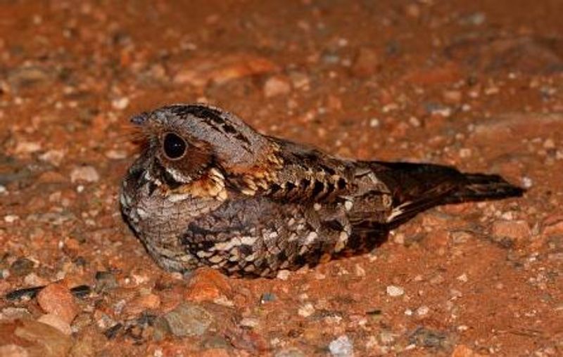 Fiery-necked_nightjar__12