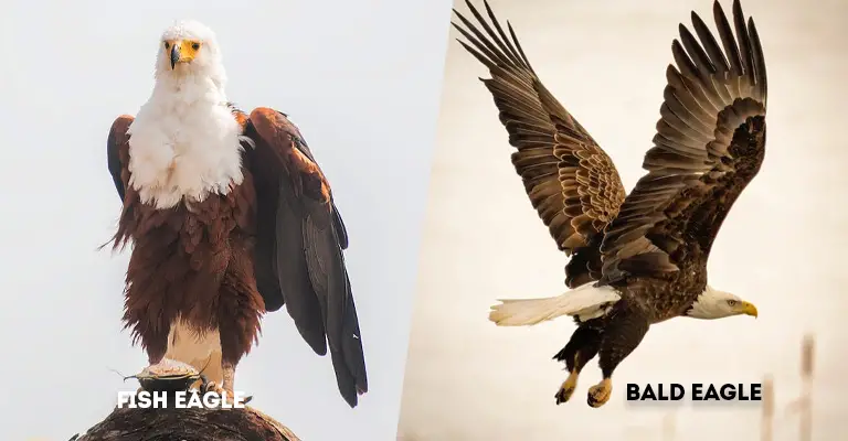 Fish Eagle Vs Bald Eagle