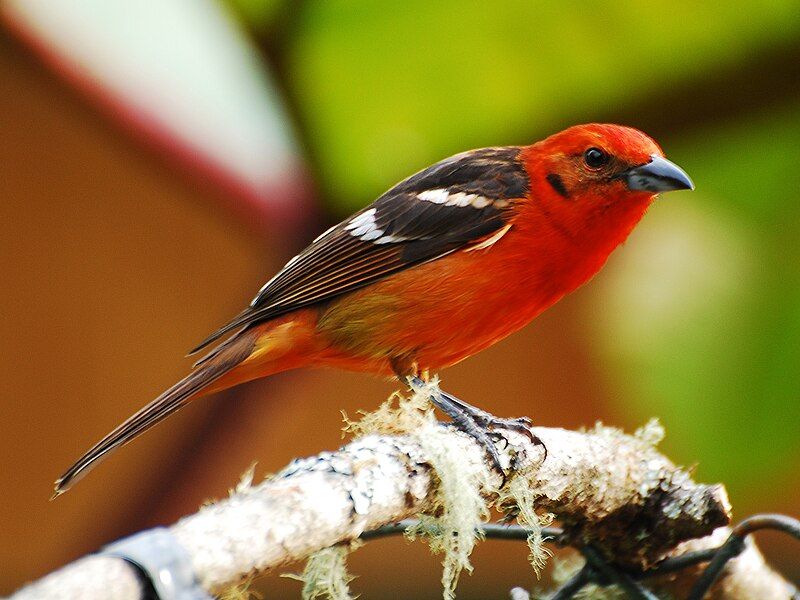 Flame-colored_tanager__3