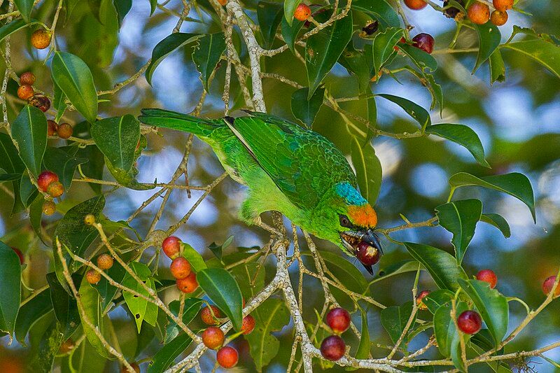 Flame-fronted_barbet__2