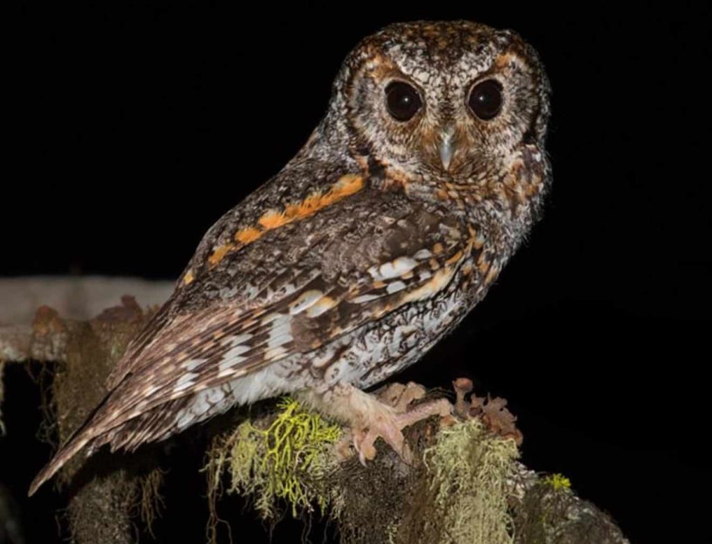 Flammulated owl