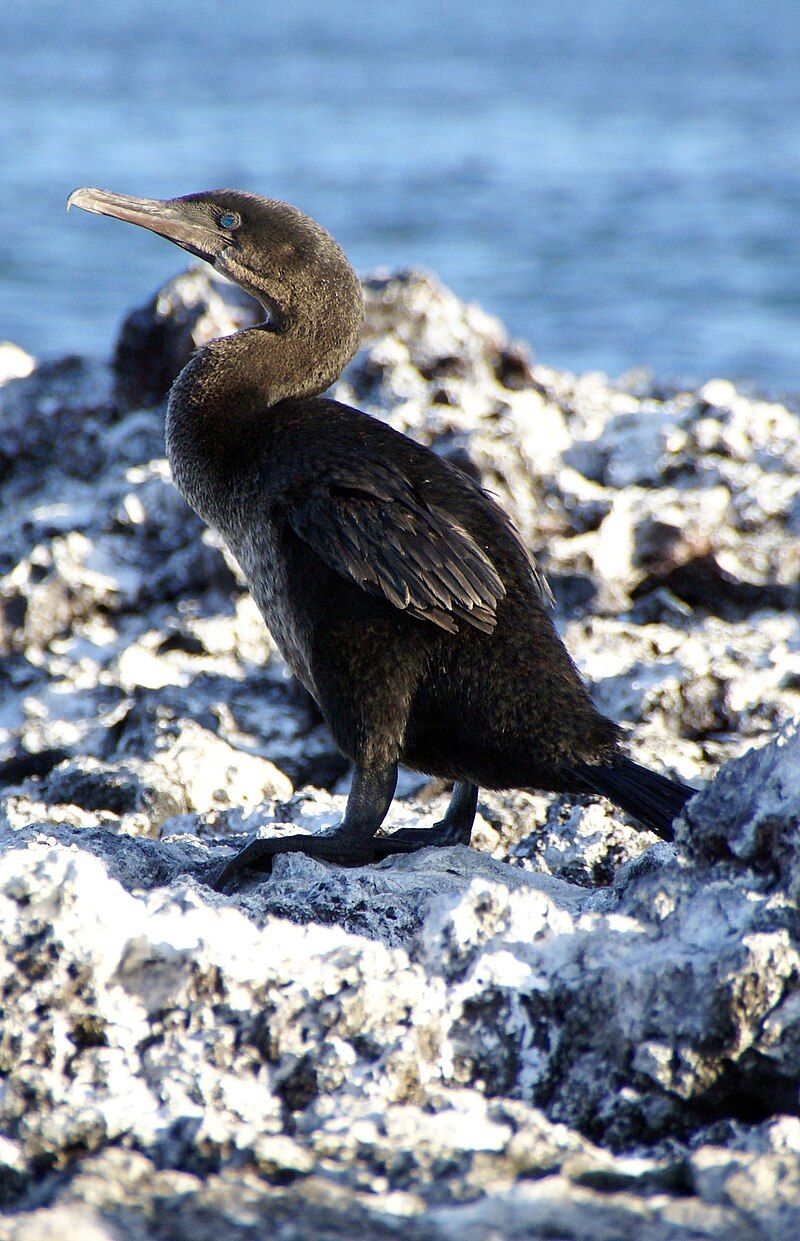 Flightless_cormorant__7