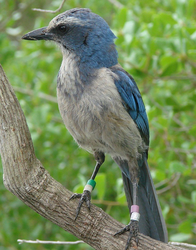 Florida_scrub_jay__13