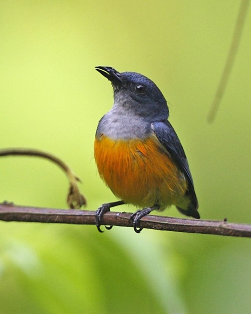 Flowerpecker__27