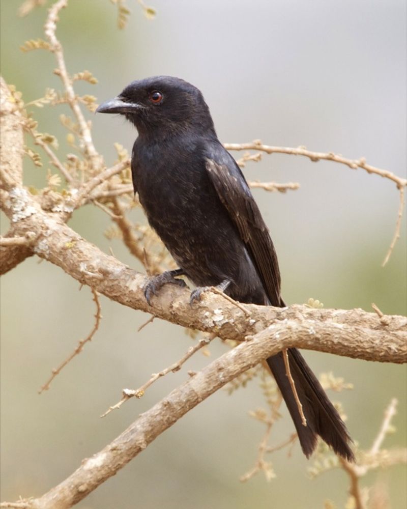 Fork-tailed_drongo__13