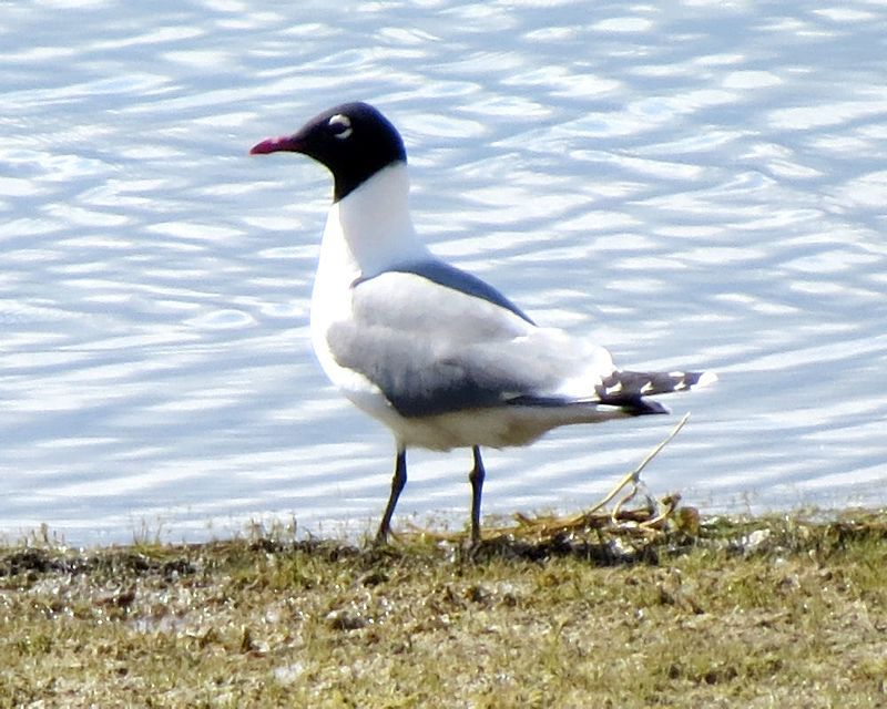 Franklin's_gull__17