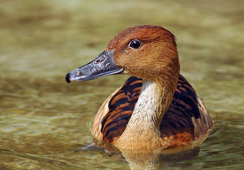 Fulvous_whistling_duck__4