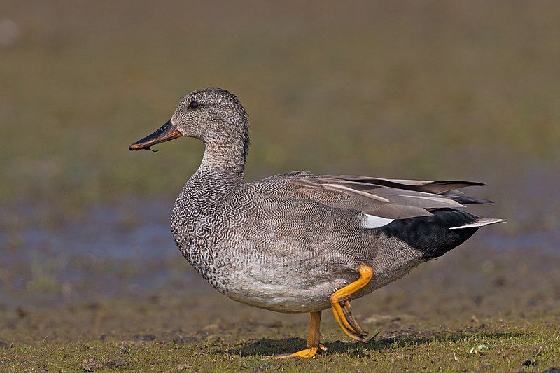 Gadwall__4