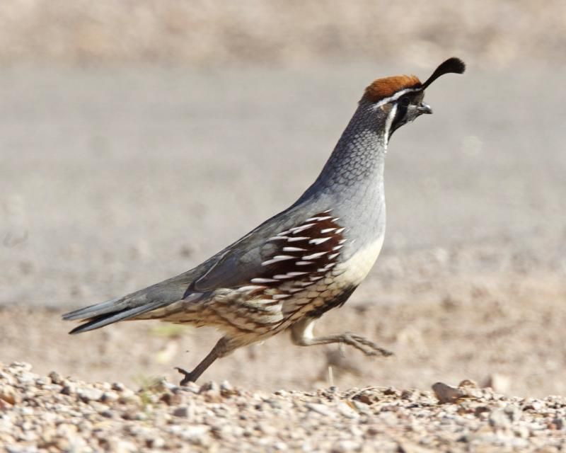 Gambel's_quail__2