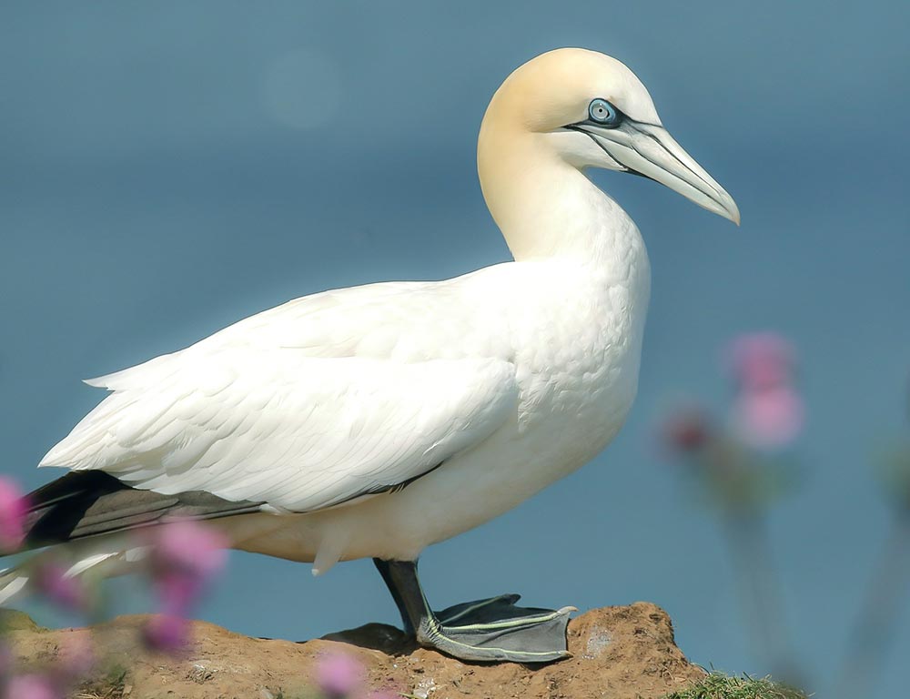 Gannet