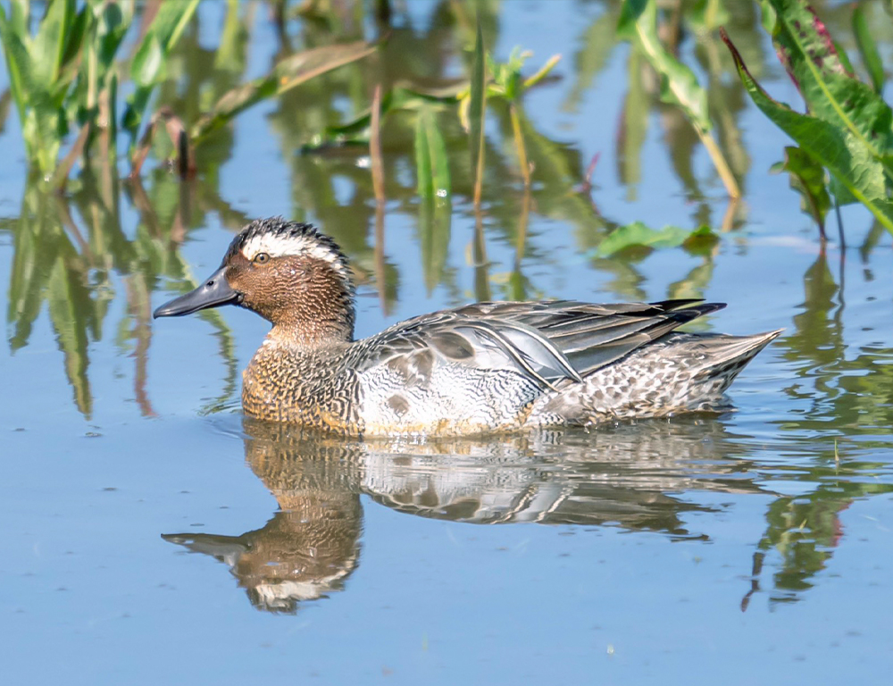 Garganey