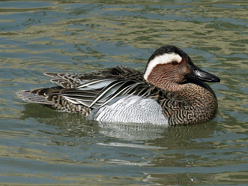 Garganey__10