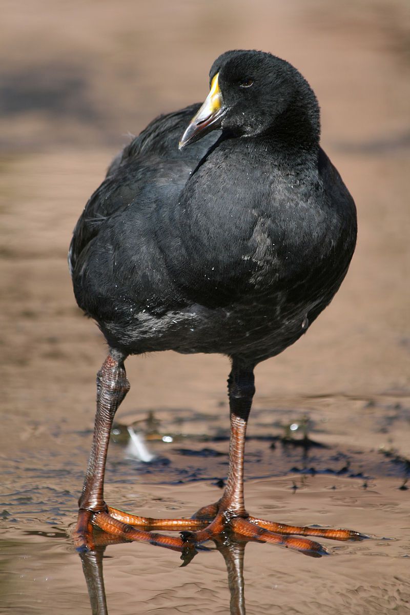 Giant_coot__1