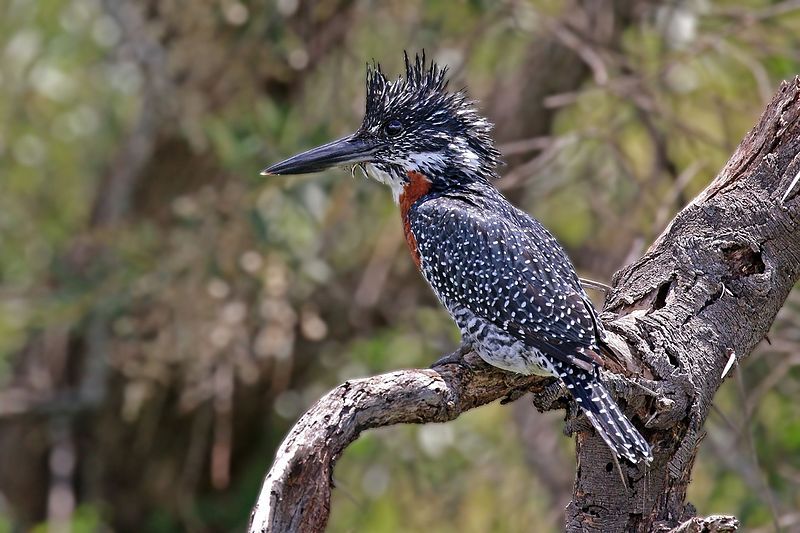 Giant_kingfisher__12