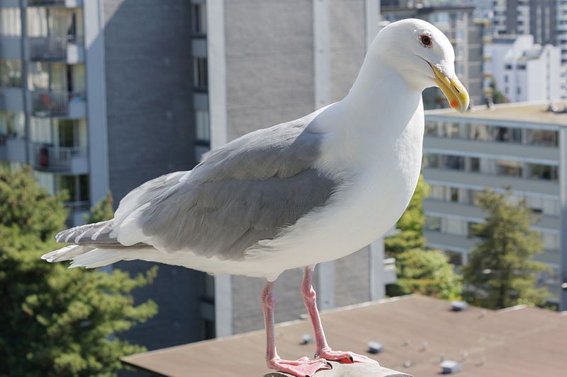 Glaucous-winged_gull__10