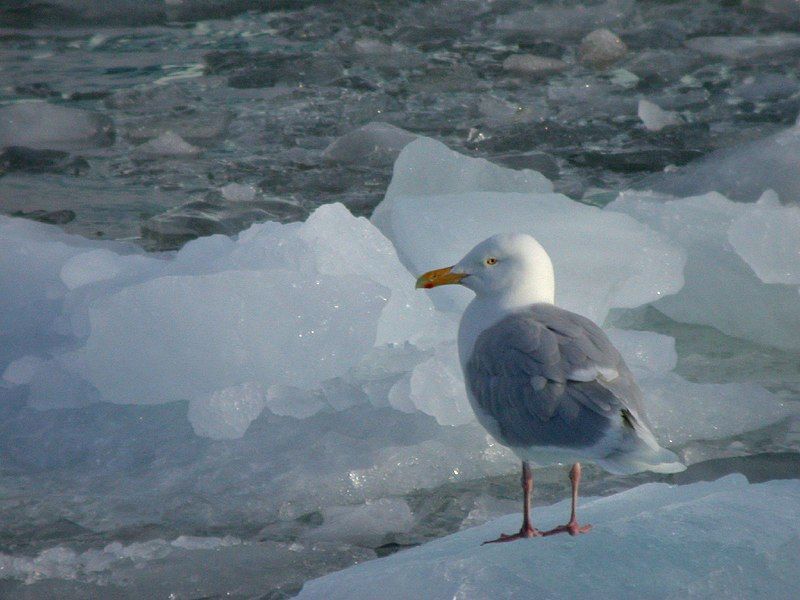 Glaucous_gull__5