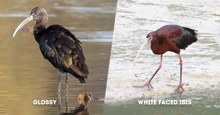 Glossy Vs White Faced Ibis