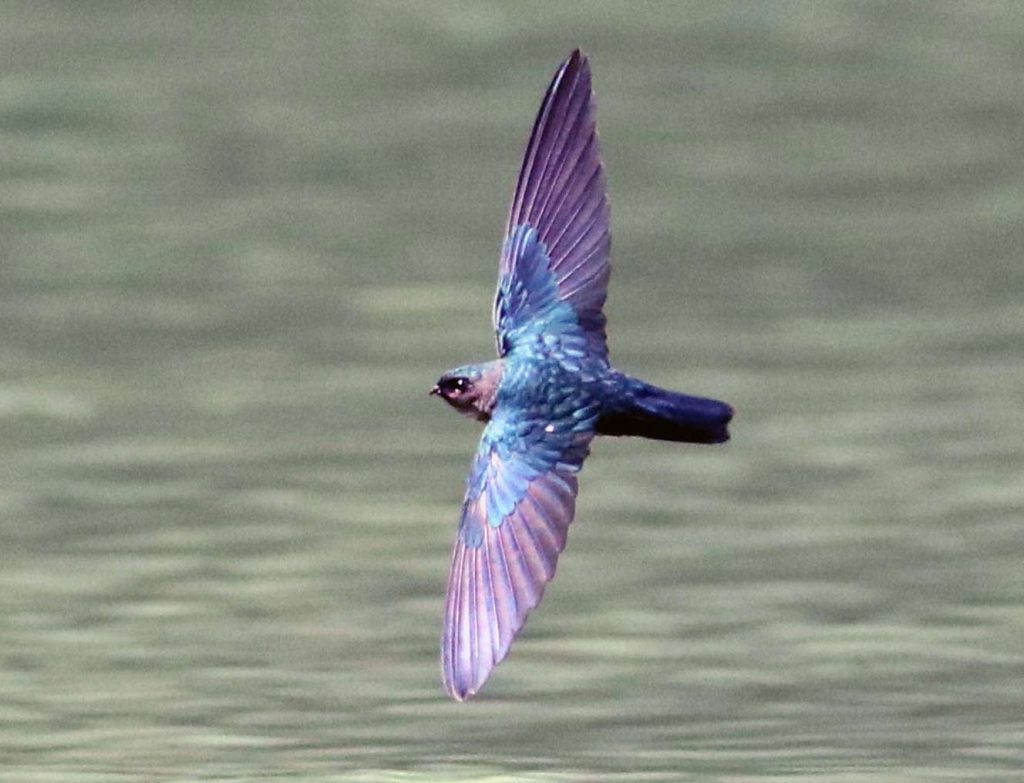 Glossy swiftlet