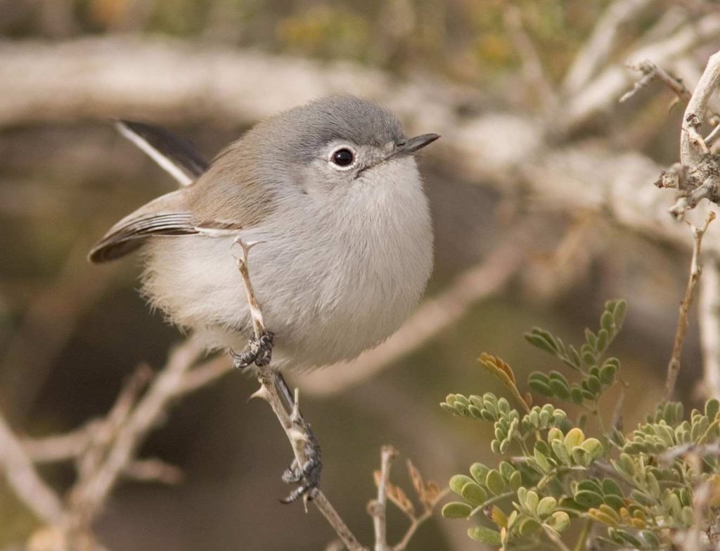 Gnatcatcher