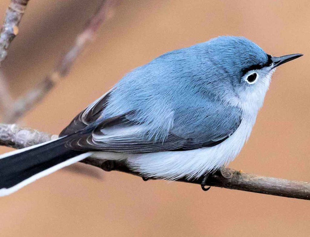 Gnatcatcher 5