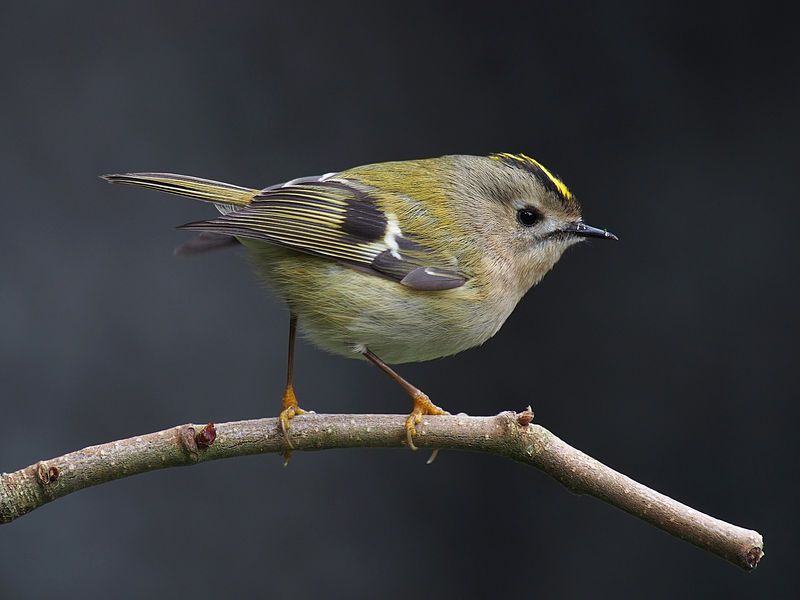 Goldcrest__14