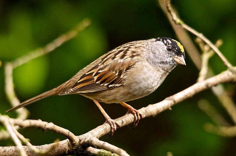 Golden-crowned_sparrow__21