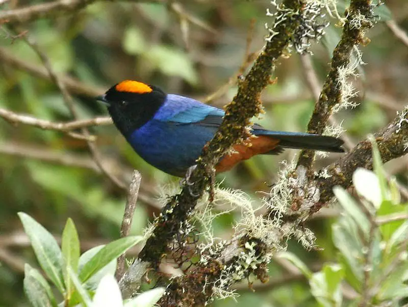 Golden-crowned_tanager__5