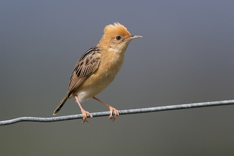 Golden-headed_cisticola__8