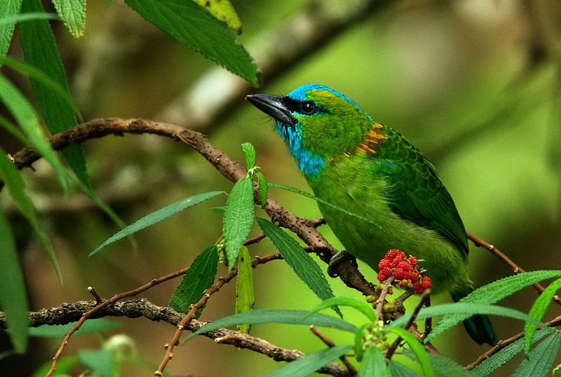 Golden-naped_barbet__13