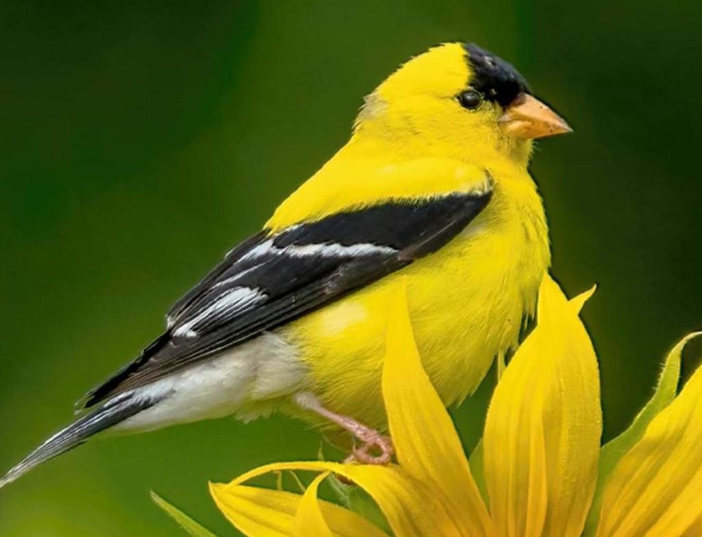 Goldfinch