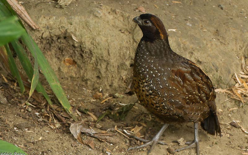 Gorgeted Wood Quail