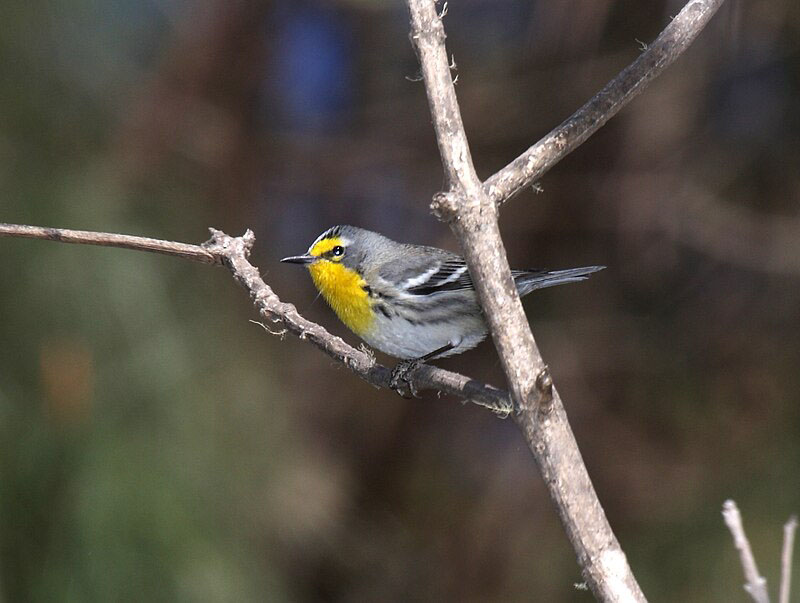 Grace's Warbler