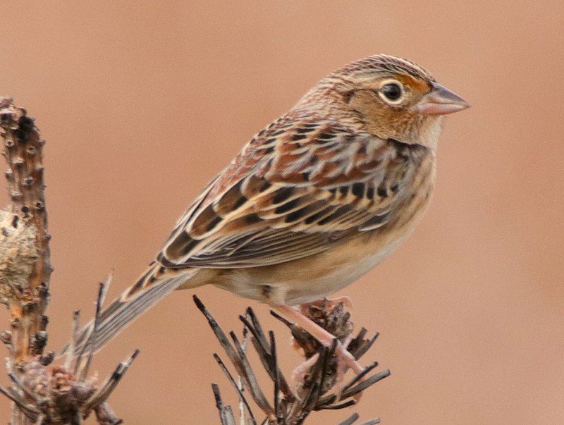 Grasshopper_sparrow__15