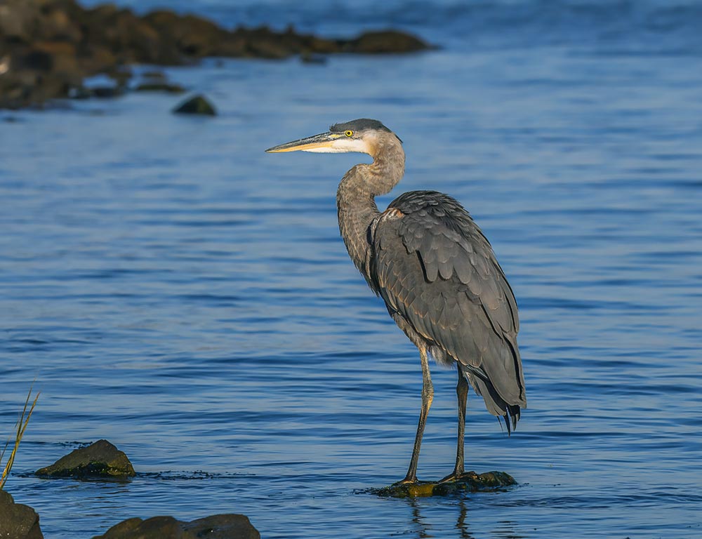 Great Blue Heron