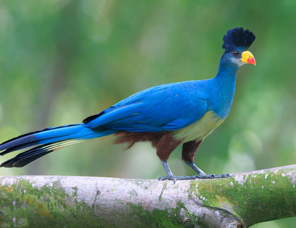 Great Blue Turaco