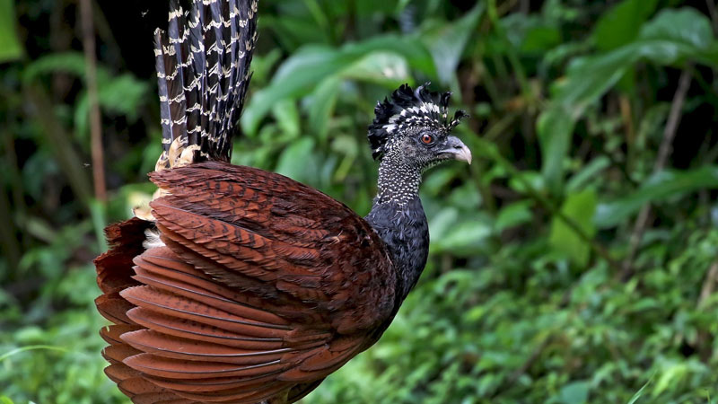 Great Curassow